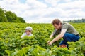 Father and little son on strawberry farm in summer Royalty Free Stock Photo