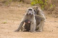 Father, mother and baby baboons, Kruger, South Africa