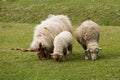 Father, mother and child sheep