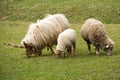 Father, mother and child sheep