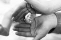 Father or mother holding foot of newborn baby. Adult hand and baby tiny baby feet. Happy parenthood, carefree childhood