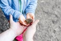 father parent and child hands holding small green brown forest frog Royalty Free Stock Photo