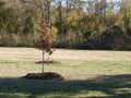 First Plantings to Restor More Than One Thousand Trees Lost Royalty Free Stock Photo