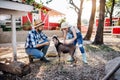 A father with small daughter outdoors on family farm, feeding animals. Royalty Free Stock Photo