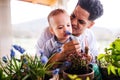 Father and small toddler son indoors at home, planting flowers.