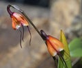 Father Sodiro's Dracula Orchid