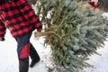 Christmas tree cutting Royalty Free Stock Photo