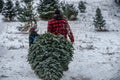 Christmas tree cutting Royalty Free Stock Photo