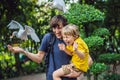 Father and son feeding ibes in the park. Little Egret Cattle egret Bubulcus ibis Waters Edge. Family spends time in the Royalty Free Stock Photo