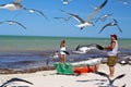 Father and son feeding seagulls