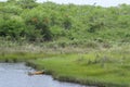 Father and son fishing in tropical savannah swamp