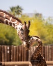 Father and son giraffe nuzzle