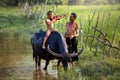 Father and son playing violin on a buffalo in rice field
