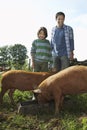 Father And Son Watching Pigs Eat In Sty Royalty Free Stock Photo