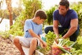 Father And Son Working On Allotment Together Royalty Free Stock Photo