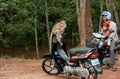 Monkey at Angkor Wat Cambodia Royalty Free Stock Photo