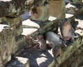 The father takes care of the children while the mother is resting. A family of monkeys near the ancient ruins. Fauna of Royalty Free Stock Photo