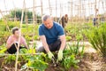 Father and tween son working together in family garden Royalty Free Stock Photo