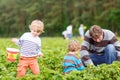 Father and two little boys on organic strawberry farm Royalty Free Stock Photo