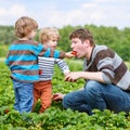 Father and two little boys on organic strawberry farm Royalty Free Stock Photo