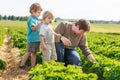 Father and two little sibling boys on organic strawberry farm Royalty Free Stock Photo