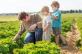 Father and two little sibling boys on organic strawberry farm Royalty Free Stock Photo