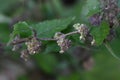 Fatoua villosa ( Hairy crabweed ) flowers and fruits.. Moraceae annual plants.