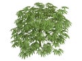Fatsia Royalty Free Stock Photo
