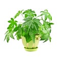 Fatsia Royalty Free Stock Photo