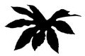 Fatsia Japonica black silhouette leaf