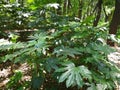 Fatsia japonica Royalty Free Stock Photo