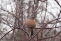 Fat finch sits on a branch. He cringed from the cold.