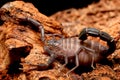 Fat Tailed Scorpion, the most dangerous groups of scorpions