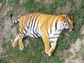 Fatten tiger