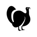 Fattened turkey. Big black bird with fatty tender meat for thanksgiving Royalty Free Stock Photo