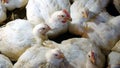 Fattened white chickens Royalty Free Stock Photo