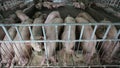 Fattening pig eating feed in big commercial swine Arm