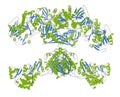 Fatty acid synthase (FAS) enzyme. Responsible for the synthesis of fatty acids