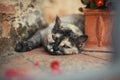 Fatty and funny cat is sleeping on the ground and near a flowerpot