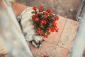 Fatty and funny cat is sleeping on the ground and near a flowerpot