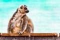 Fatty funny lemur