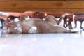 Fatty grey cat is sleeping under table