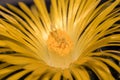 Faucaria felina Royalty Free Stock Photo