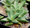 Faucaria tigrina, Tiger's jaw Royalty Free Stock Photo