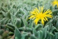 Faucaria tuberculosa - Yellow Flower Pebbled Tiger Jaws Cactus Royalty Free Stock Photo