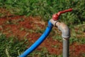 Faucet with blue rubber tube In the garden Royalty Free Stock Photo