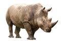 Fauna of the African savanna, endangered species and large mammals concept theme with an adult rhino isolated on white background