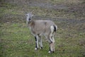 Fauna. Animal. Goat Royalty Free Stock Photo