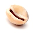 Fauna of Atlantic ocean around Gran Canaria - small cowrie shell, Royalty Free Stock Photo