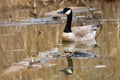 Fauna Birds Shorebirds Canada Goose Canadian Icon Swimming Malden Park Pond